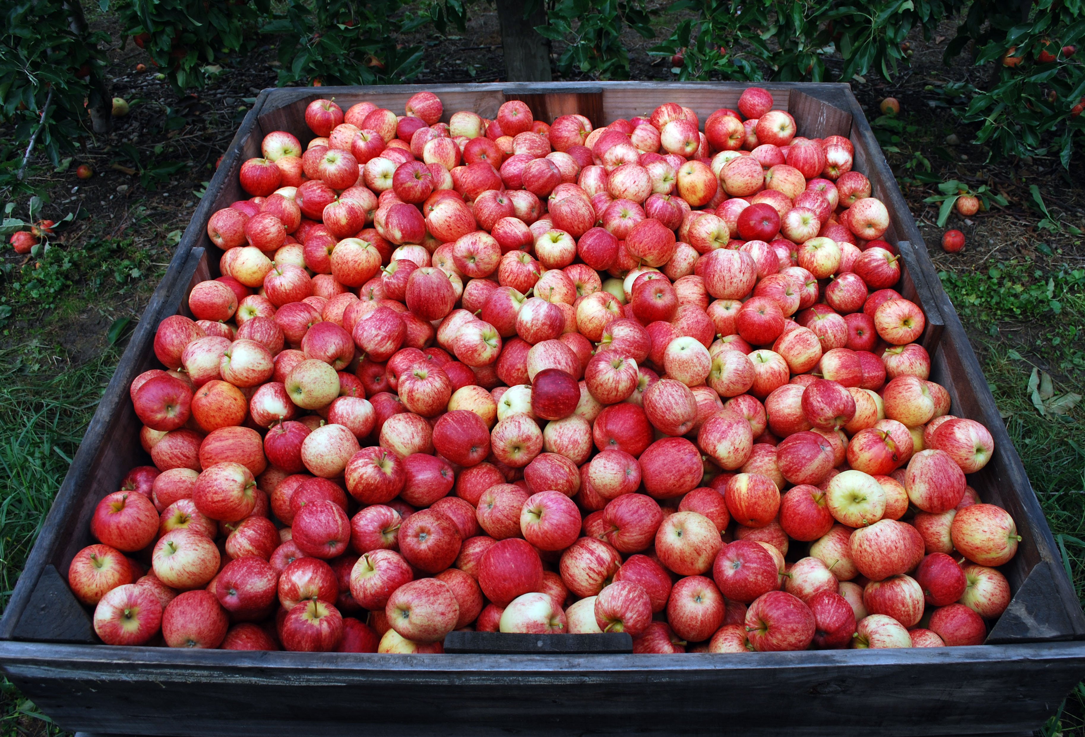Apple Bin In Orchard